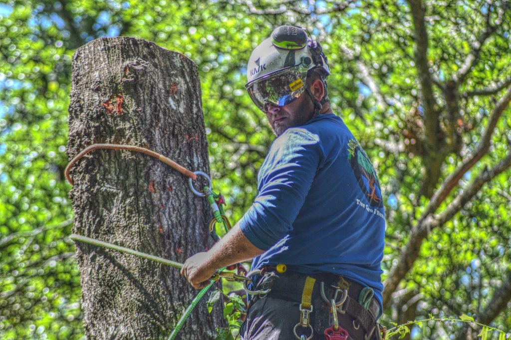 Blog Tallahassee's Trusted Tree Service